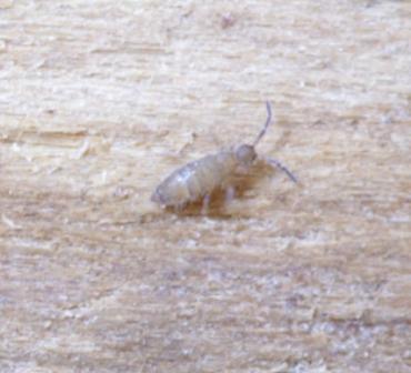 32426_bug_a.jpg