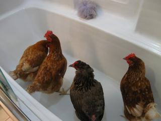 32426_img_28841.jpg