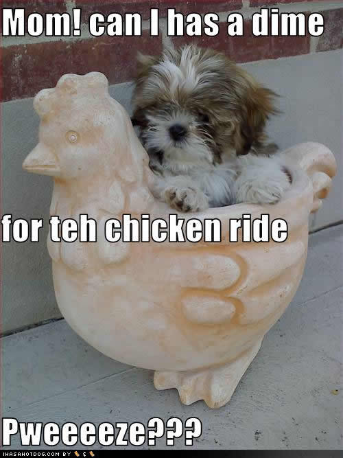 32457_cute-puppy-pictures-chicken-ride.jpg