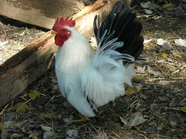32457_dscn0908.jpg