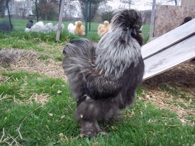 32462_chickens_047.jpg