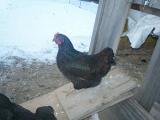32462_chickens_049.jpg