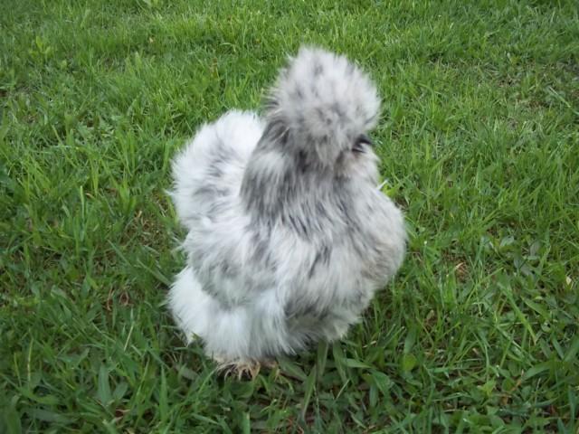32462_chickens_099.jpg