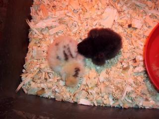 32462_chickies_015.jpg