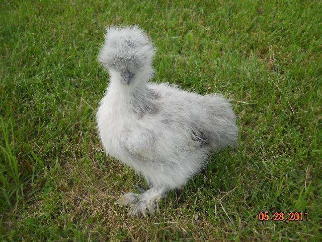 32462_chicks_024.jpg