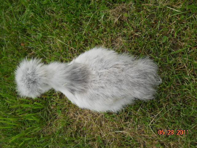 32462_chicks_028.jpg