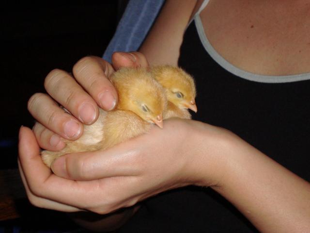 32463_chicks_n_racks.jpg