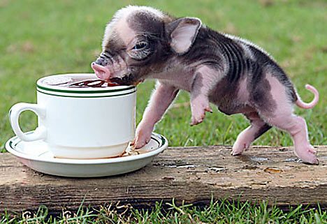 32464_teacup-pigs.jpg