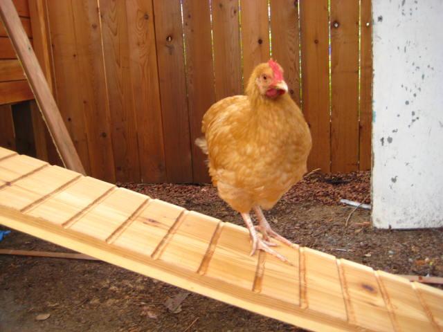 32479_big_chicks_020.jpg