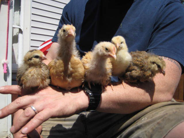 32479_chicks_068.jpg