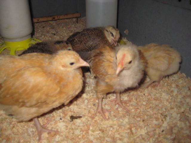 32479_chicks_127.jpg