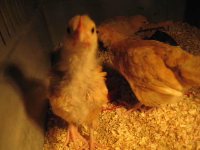 32479_chicks_156.jpg