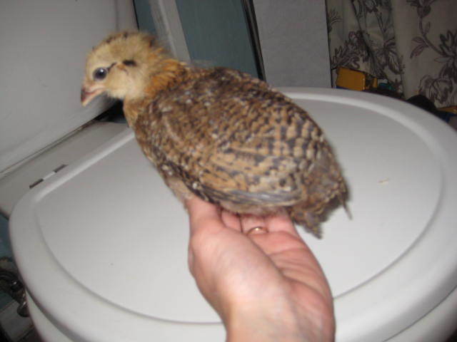 32479_chicks_245.jpg