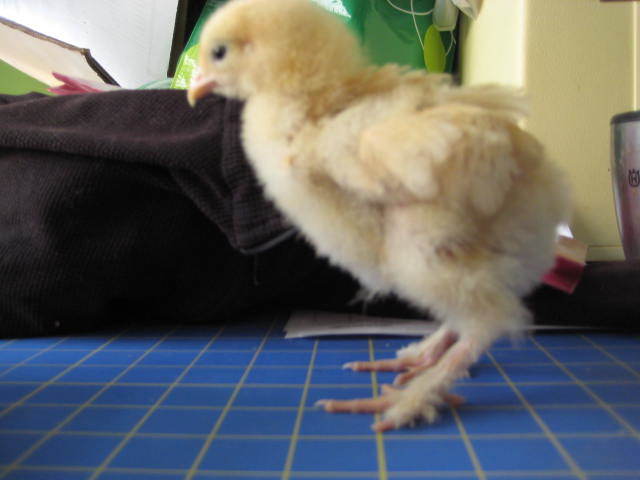 32479_chicks_348.jpg