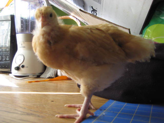 32479_chicks_350.jpg