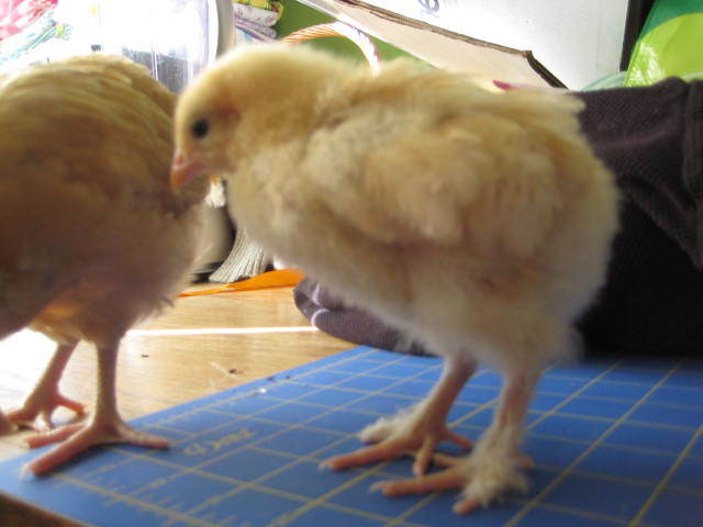 32479_chicks_357.jpg