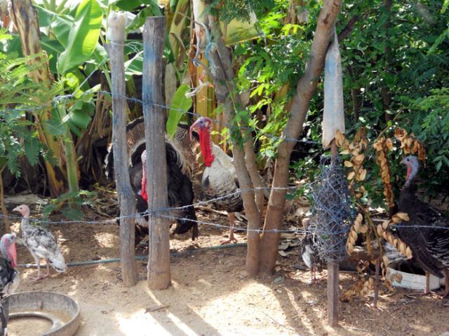 32501_dscn0614.jpg