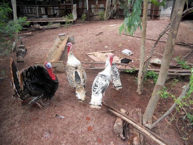 32501_new_turkeys_2.jpg