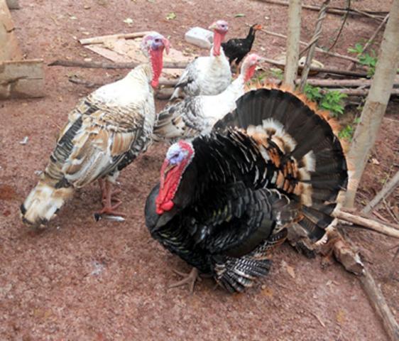 32501_new_turkeys_3.jpg