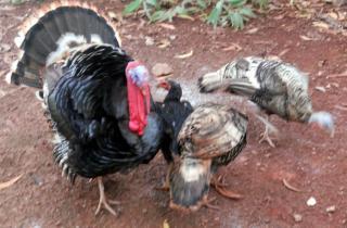 32501_tom_hens.jpg