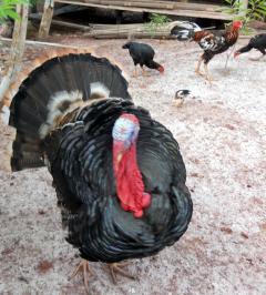 32501_turkey-tom.jpg