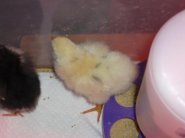 32504_spotted_chick_pure_jersey_002.jpg