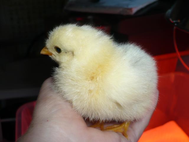 32504_spotted_chick_pure_jersey_006.jpg