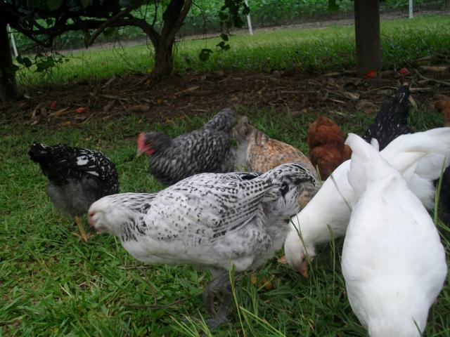 32505_coop_089.jpg