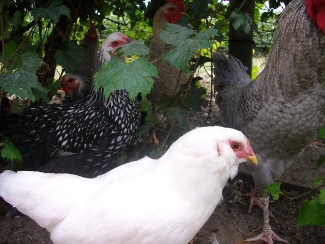 32505_sany1044.jpg