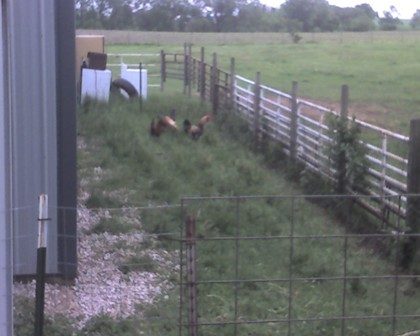 32544_somehensroosterpen.jpg