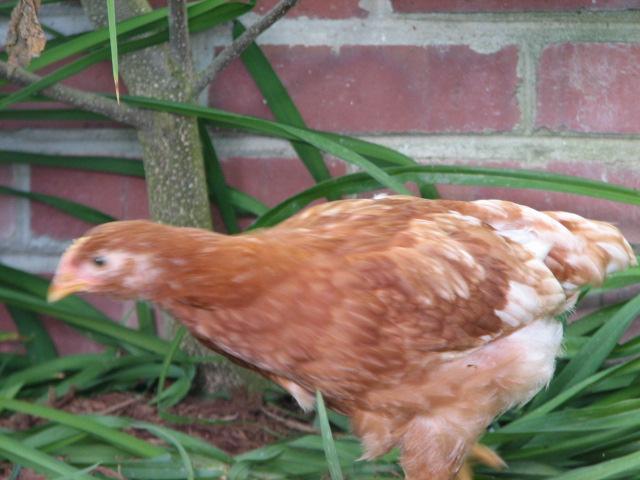 32560_img_2338.jpg