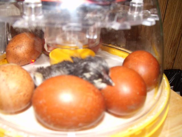 32575_dscf0942.jpg