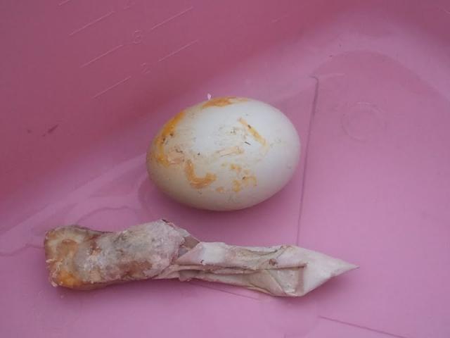 32585_eggshell_and_egg_within.jpg