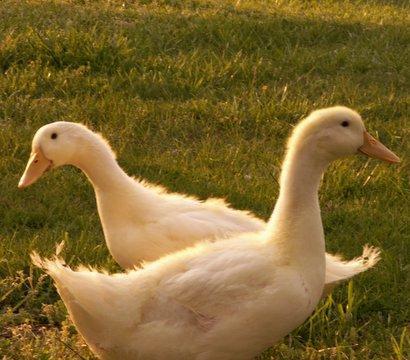 32597_pict0096.jpg