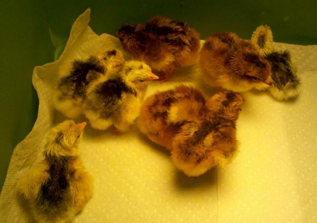 32600_4-23-2011_chicks.jpg