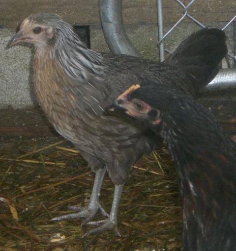 32600_cimg2825.jpg