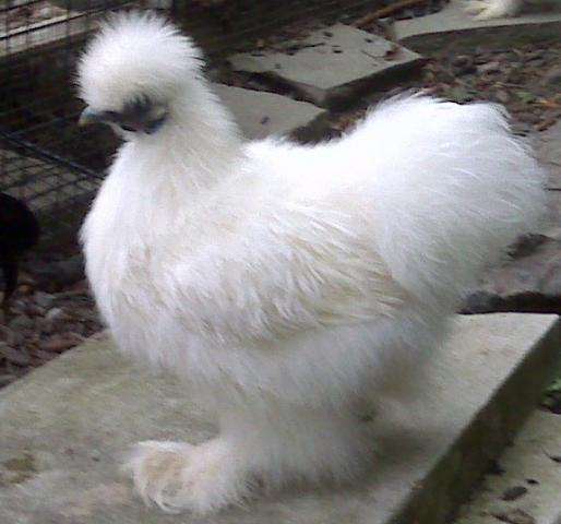 32600_silkie_pullet_2.jpg