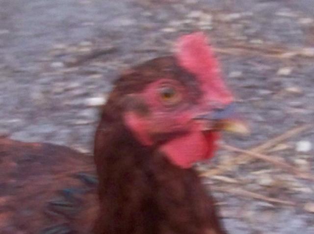 32627_chickens_001.jpg