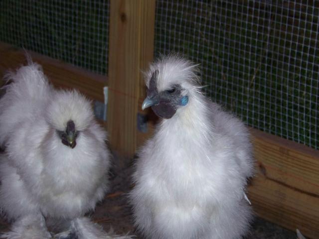 32627_chickens_003.jpg