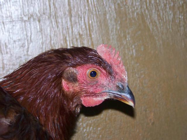 32627_chickens_009.jpg