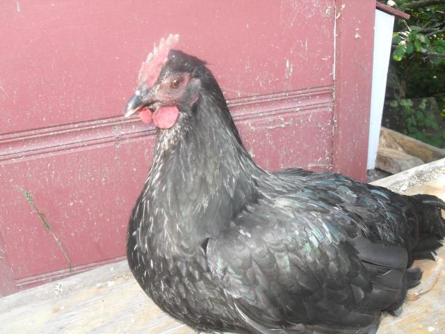 32640_chicken_pics_2011_043.jpg