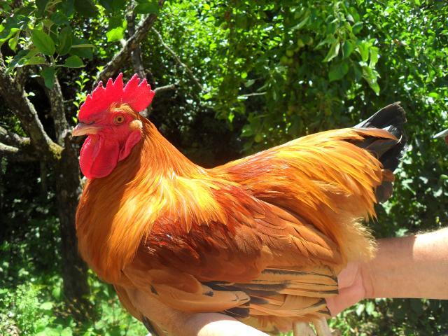 32640_chickens_001.jpg