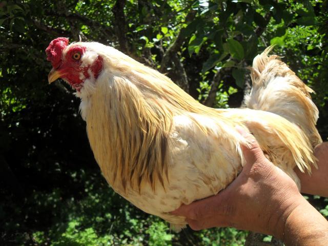 32640_chickens_002.jpg