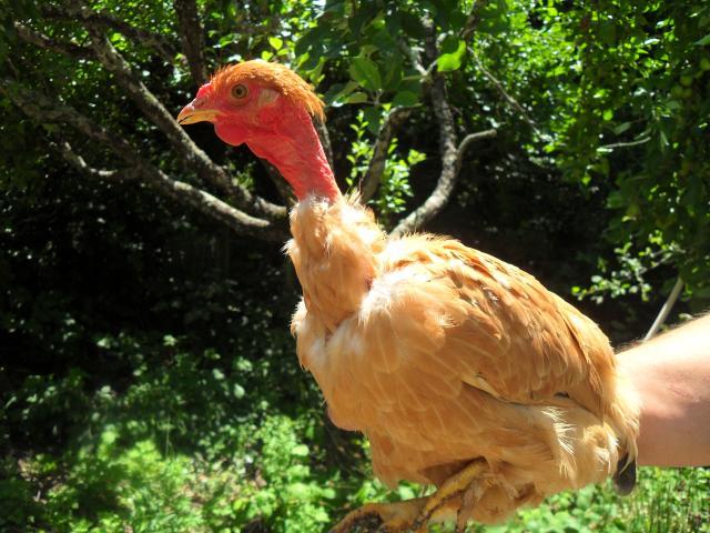 32640_chickens_006.jpg