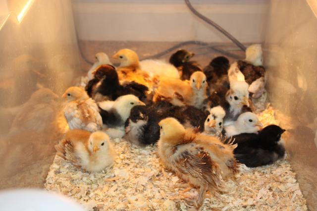 32670_all_chicks.jpg