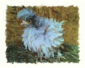 32670_chick.jpg