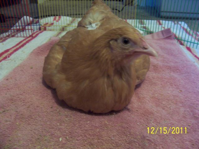 32711_chickens_003.jpg