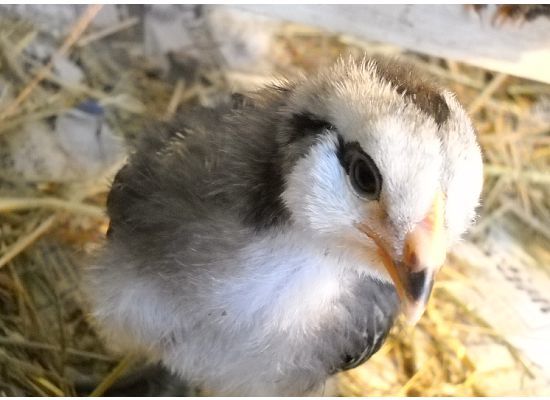 32739_gallito.jpg