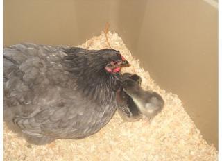 32739_mommachicks4.jpg