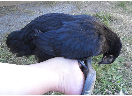 32739_nice_roost.jpg